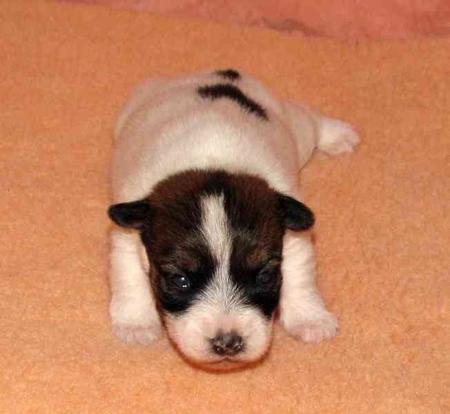 Jediná fenka Jack Russell teriéra s PP k rezervaci - foto 2