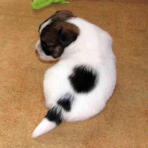 Roztomilá fenka Jack Russell teriéra s PP k rezervaci - foto 5
