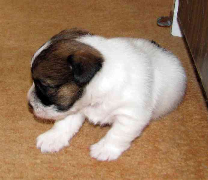 Roztomilá fenka Jack Russell teriéra s PP k rezervaci - foto 8