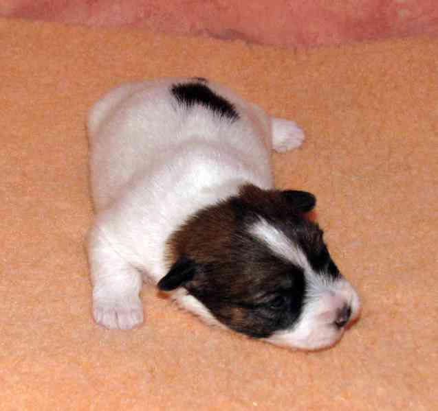 Jediná fenka Jack Russell teriéra s PP k rezervaci - foto 4