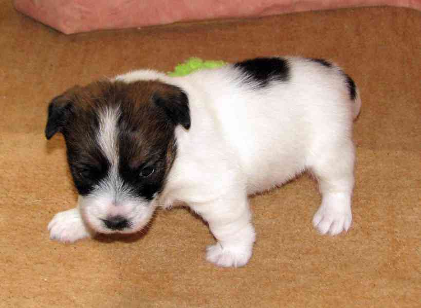 Roztomilá fenka Jack Russell teriéra s PP k rezervaci - foto 3