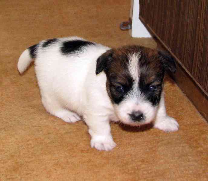 Roztomilá fenka Jack Russell teriéra s PP k rezervaci - foto 7