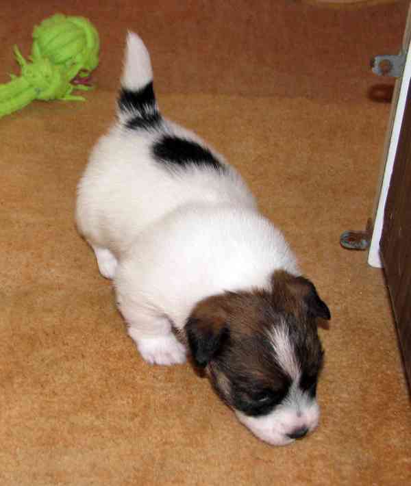 Roztomilá fenka Jack Russell teriéra s PP k rezervaci - foto 4