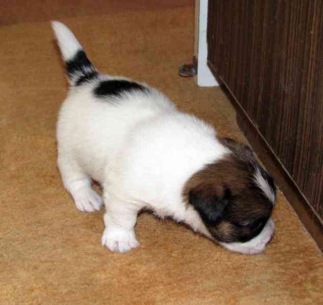 Roztomilá fenka Jack Russell teriéra s PP k rezervaci - foto 9