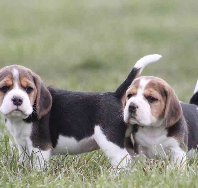 beagle - foto 1