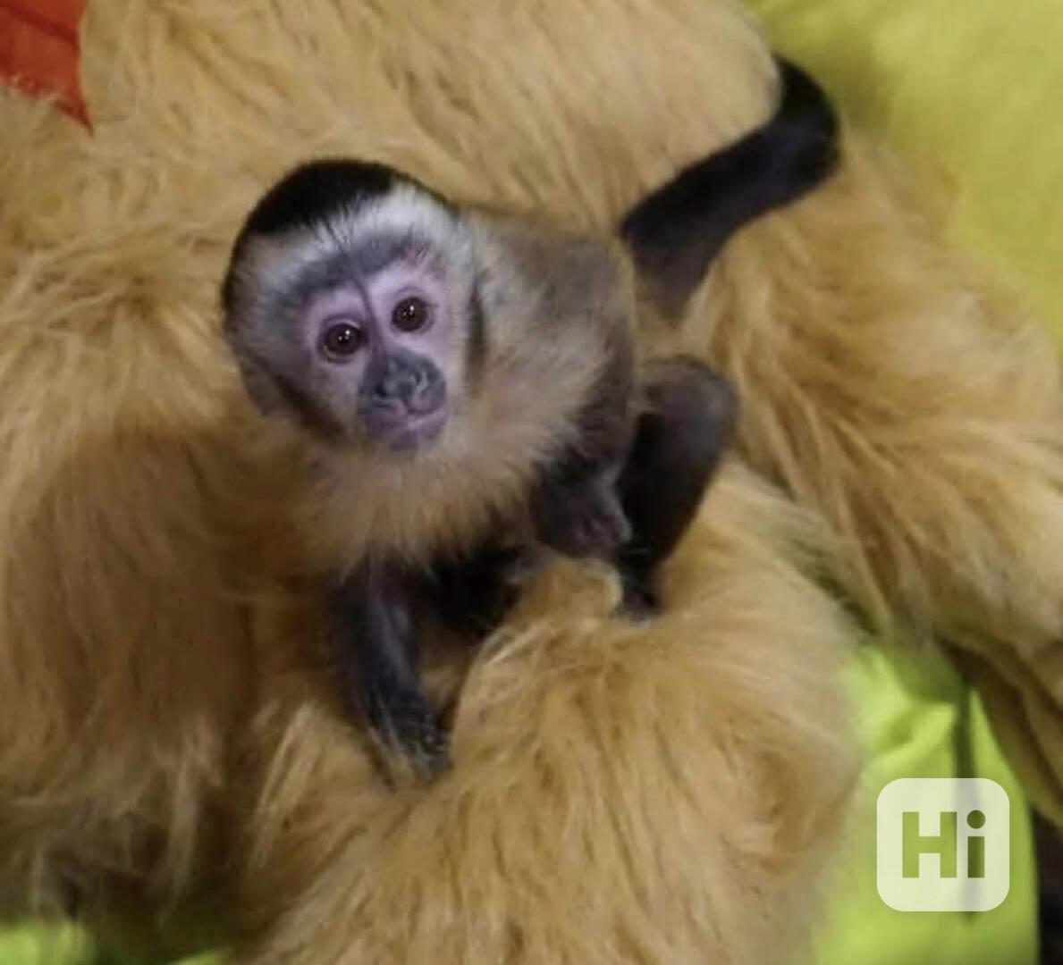 Krásné kapucínské opice k dispozici 🐒❤️  - foto 1