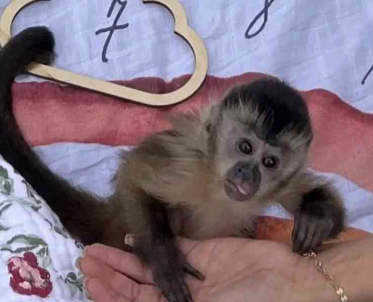 Krásné kapucínské opice k dispozici 🐒❤️  - foto 2