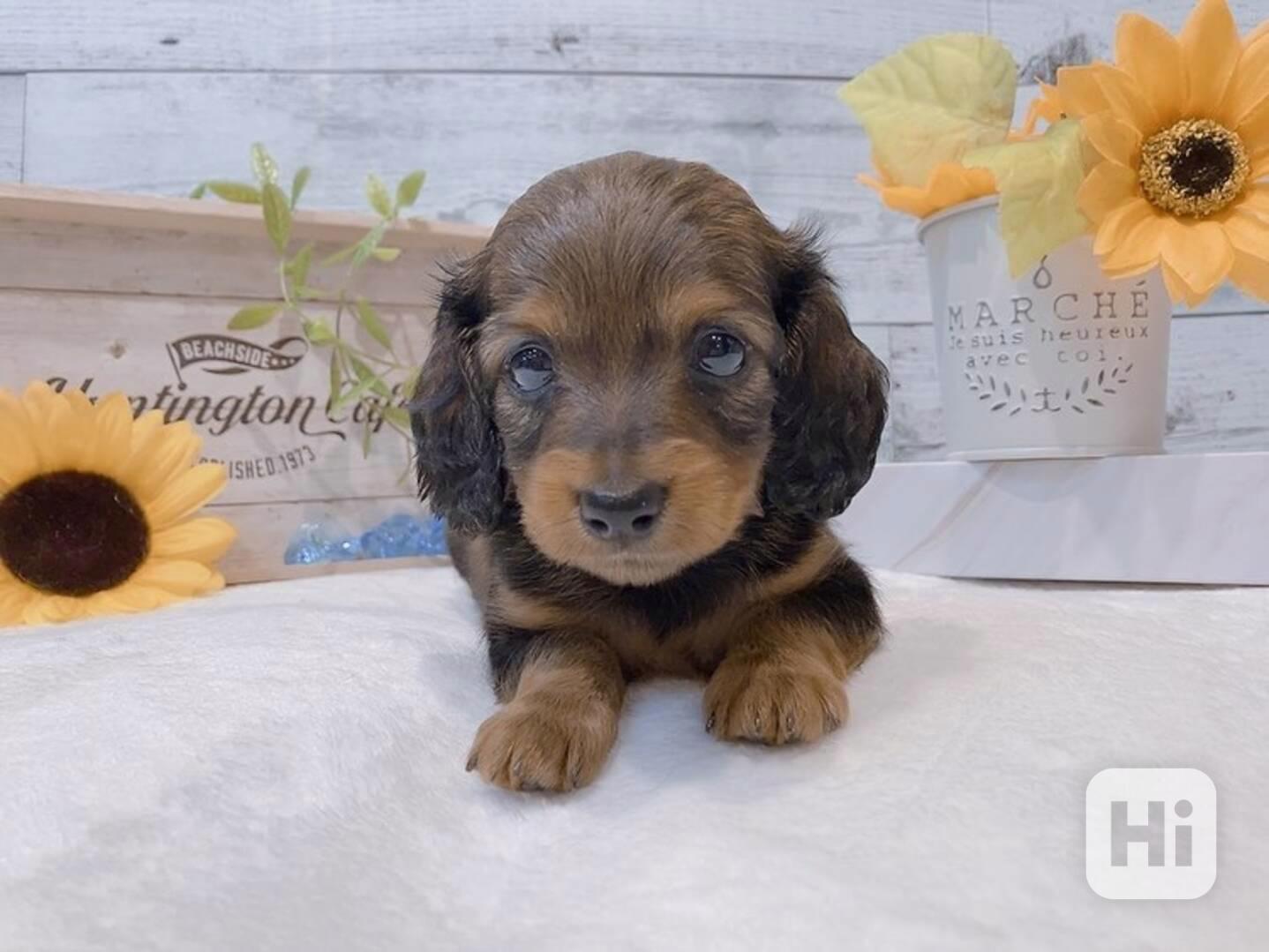 Štěňata jezevčíka k adopci - foto 1