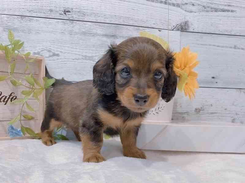 Štěňata jezevčíka k adopci - foto 2