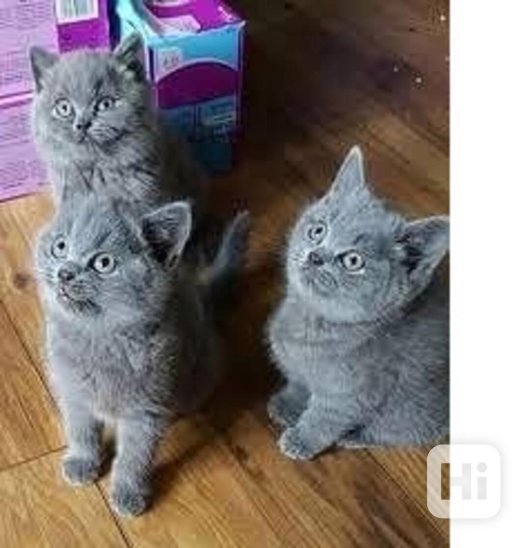 Britská krátkosrstá koťata - foto 1