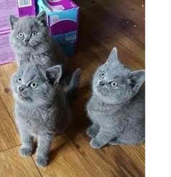 Britská krátkosrstá koťata - foto 1