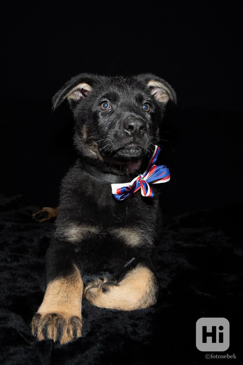 Německý ovčák štěňata s PP  - foto 1