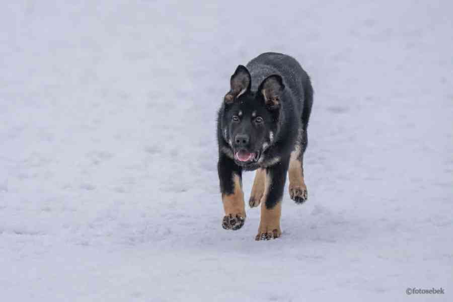 Německý ovčák štěňata s PP  - foto 2
