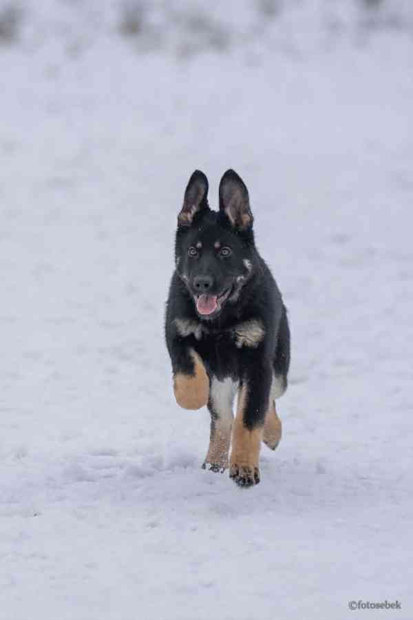 Německý ovčák štěňata s PP  - foto 1