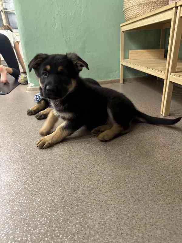 Německý ovčák štěňata s PP  - foto 5