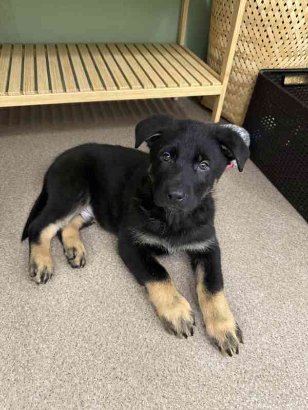 Německý ovčák štěňata s PP  - foto 2