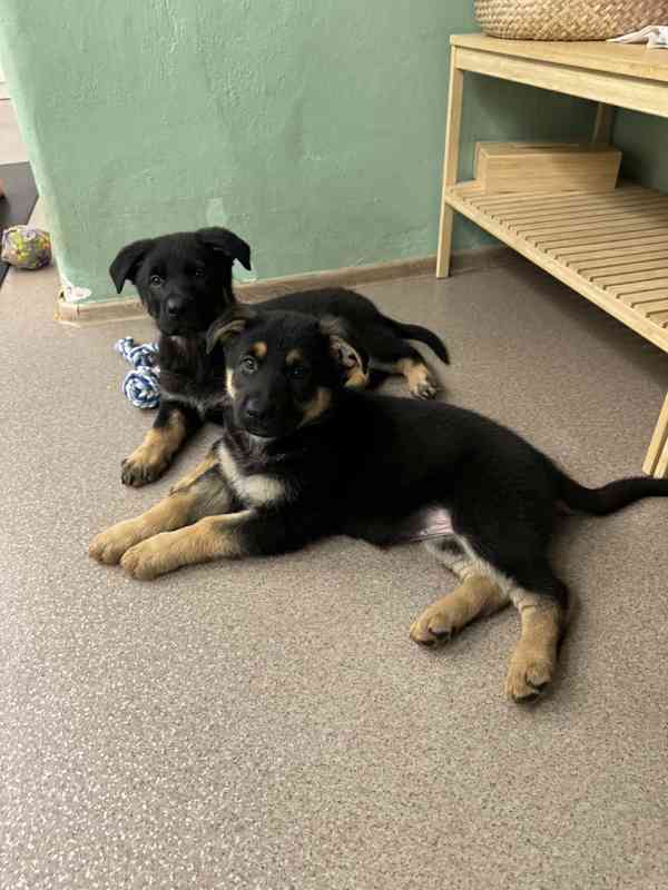 Německý ovčák štěňata s PP  - foto 4