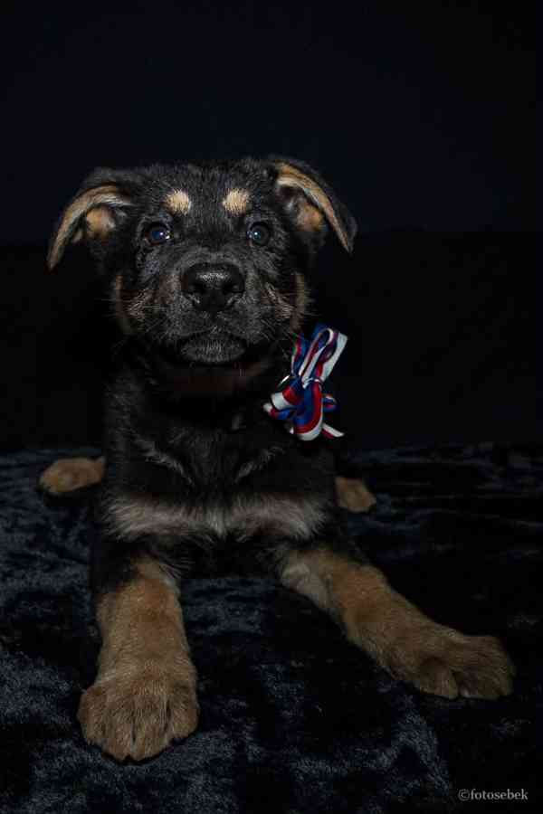 Německý ovčák štěňata s PP  - foto 6