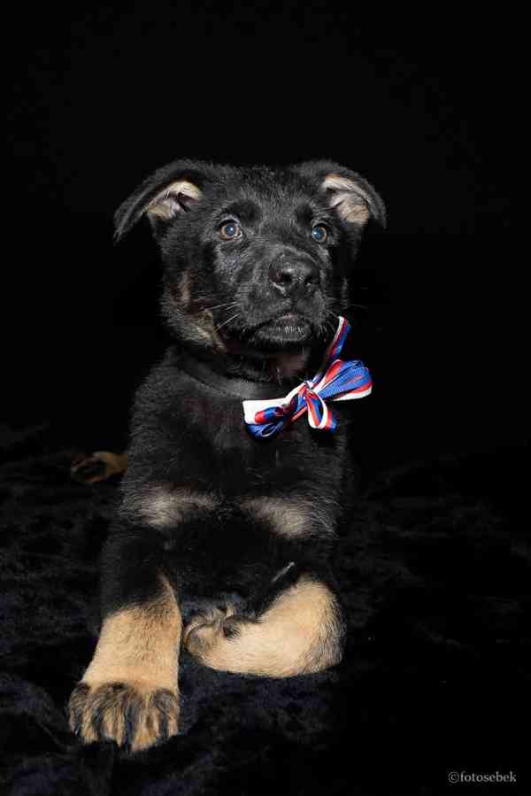 Německý ovčák štěňata s PP  - foto 1