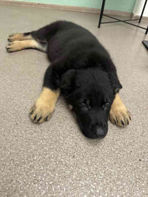 Německý ovčák štěňata s PP  - foto 3