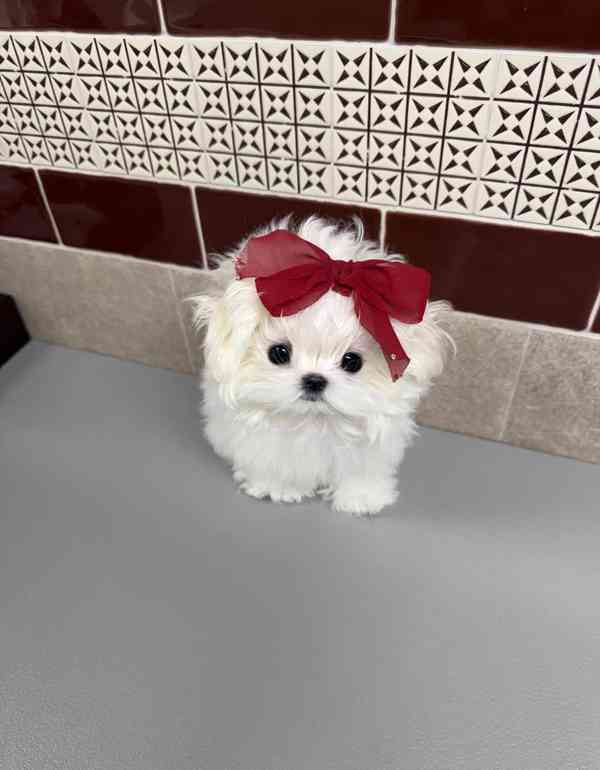 Štěňata maltézského ovčáka k odběru nového domova  - foto 1