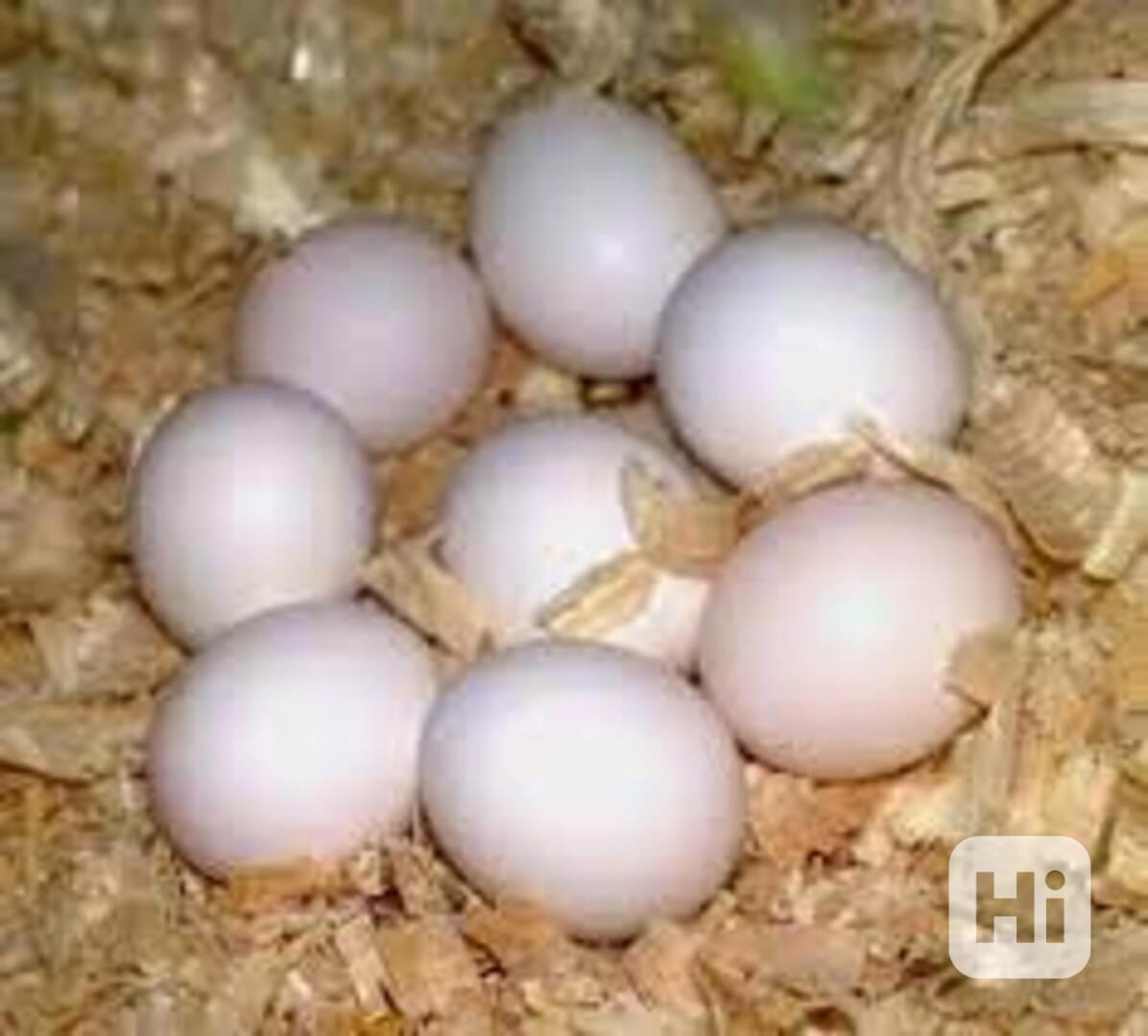 Na prodej jsou papoušci různých druhů a jejich oplodněná vej - foto 1
