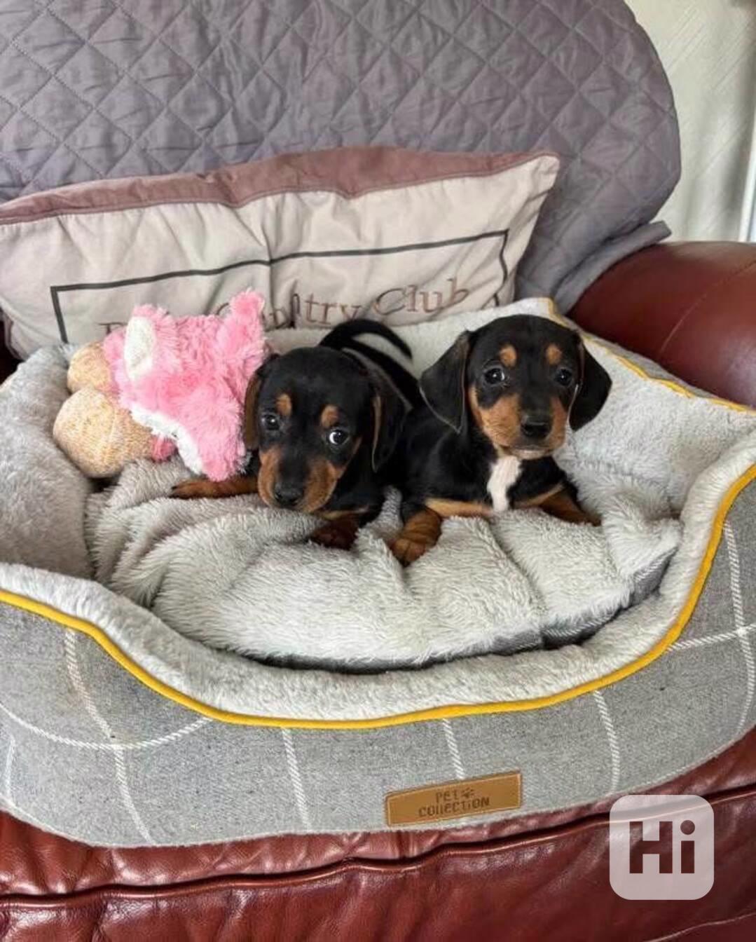 Štěně jezevčíka k adopci - foto 1