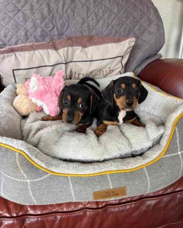 Štěně jezevčíka k adopci