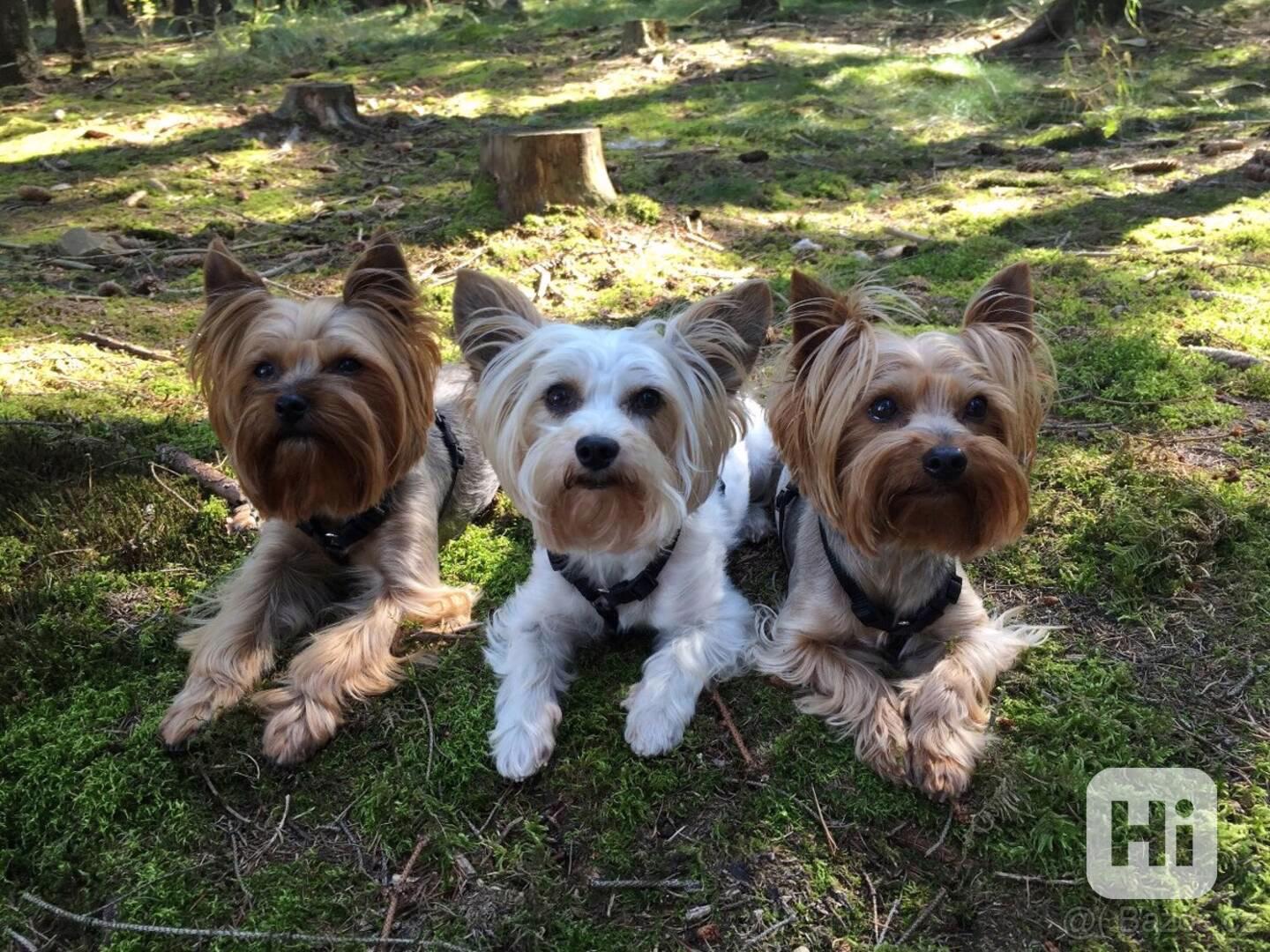 Jorkšírský teriér, Biewer yorkšírský teriér krytí,připuštění - foto 1