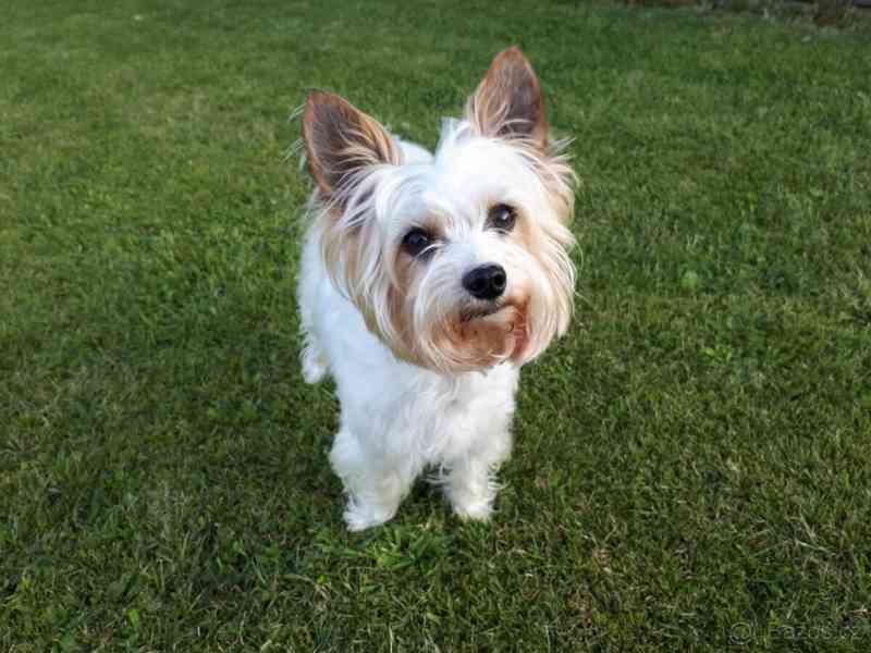 Jorkšírský teriér, Biewer yorkšírský teriér krytí,připuštění - foto 6