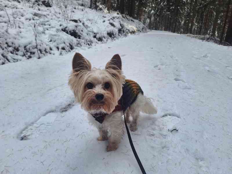 Jorkšírský teriér, Biewer yorkšírský teriér krytí,připuštění - foto 7