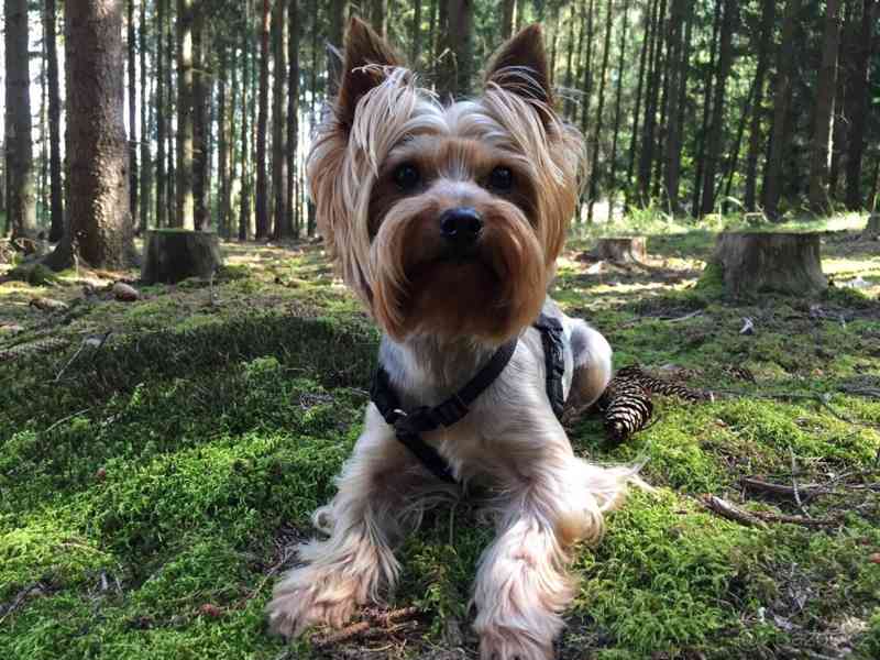 Jorkšírský teriér, Biewer yorkšírský teriér krytí,připuštění - foto 2