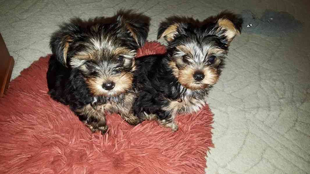 Jorkšírský teriér, Biewer yorkšírský teriér krytí,připuštění - foto 28