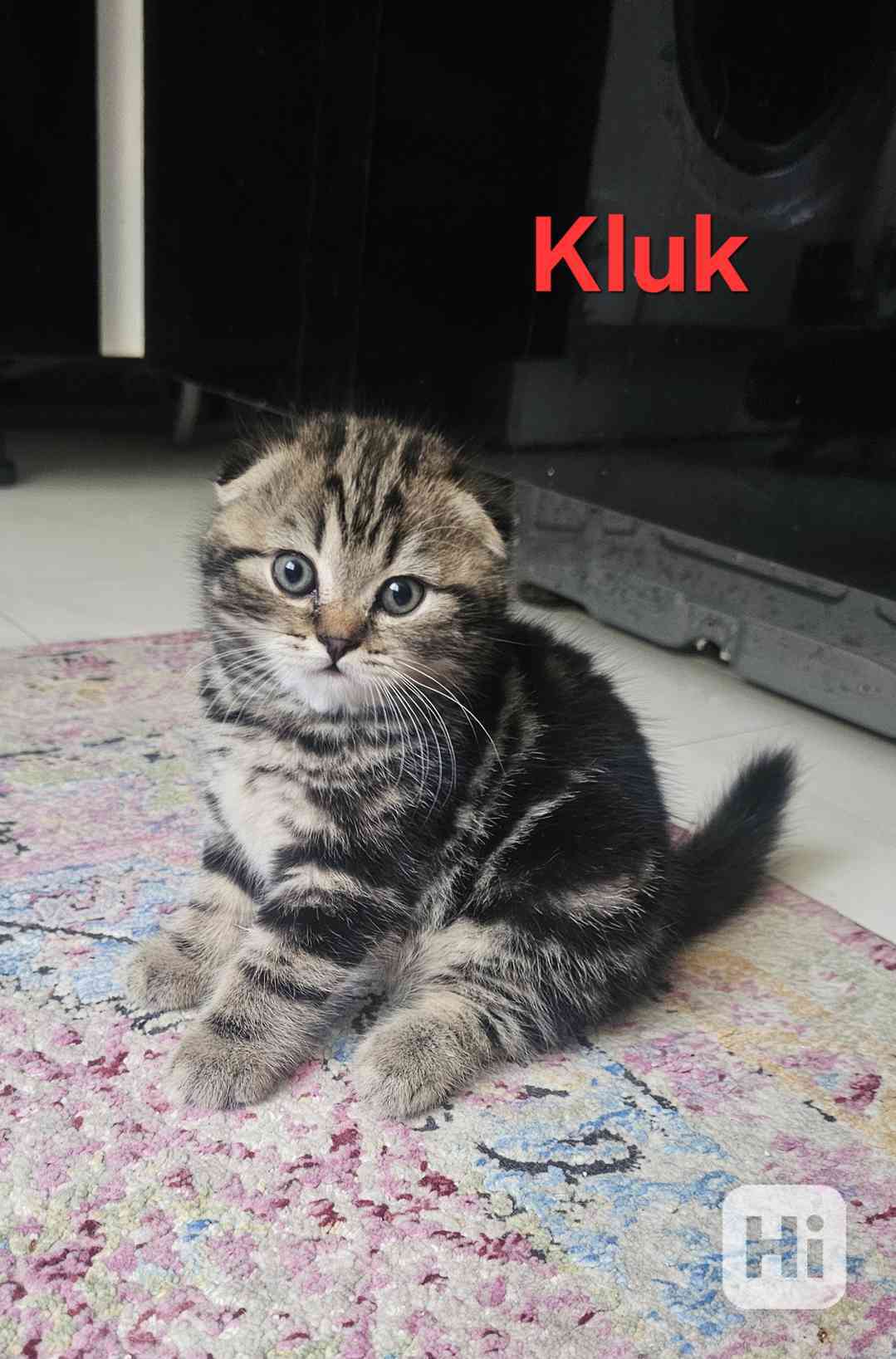 Skotská klapouchá  - foto 1