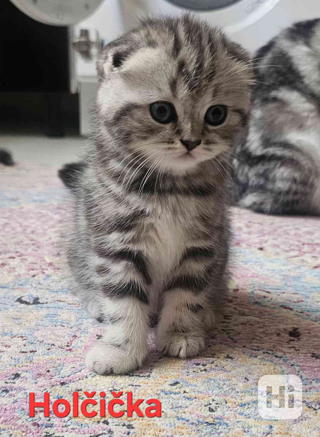 Skotská klapouchá  - foto 1