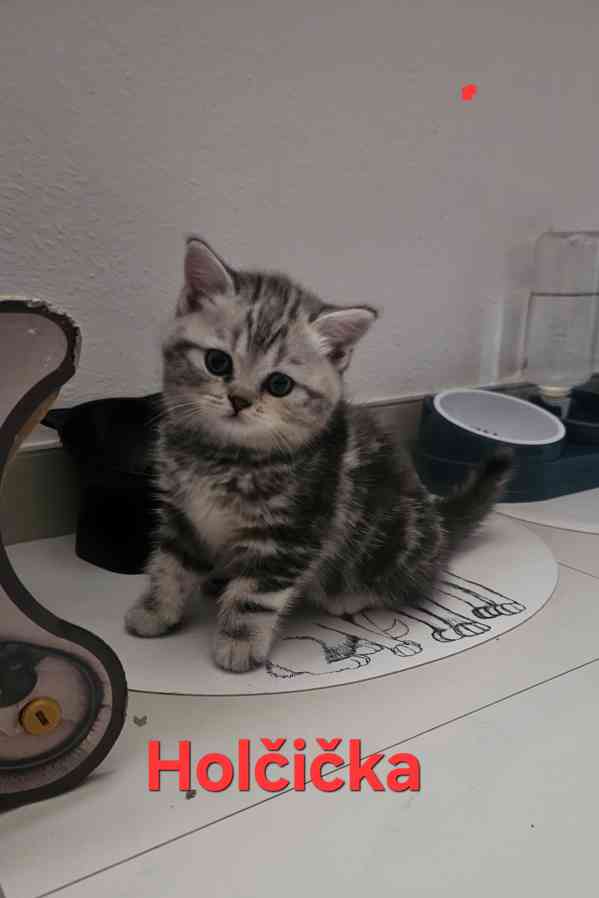 Skotská klapouchá  - foto 4