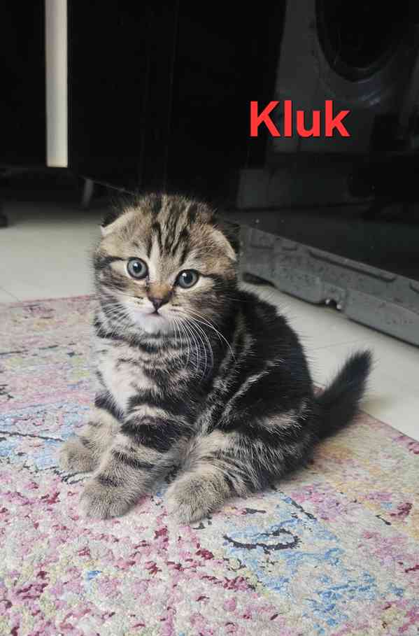 Skotská klapouchá  - foto 2