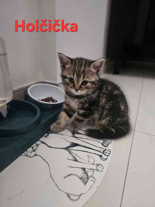 Skotská klapouchá  - foto 3