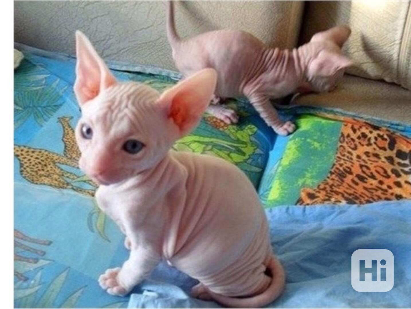Koťata Sphynx - foto 1