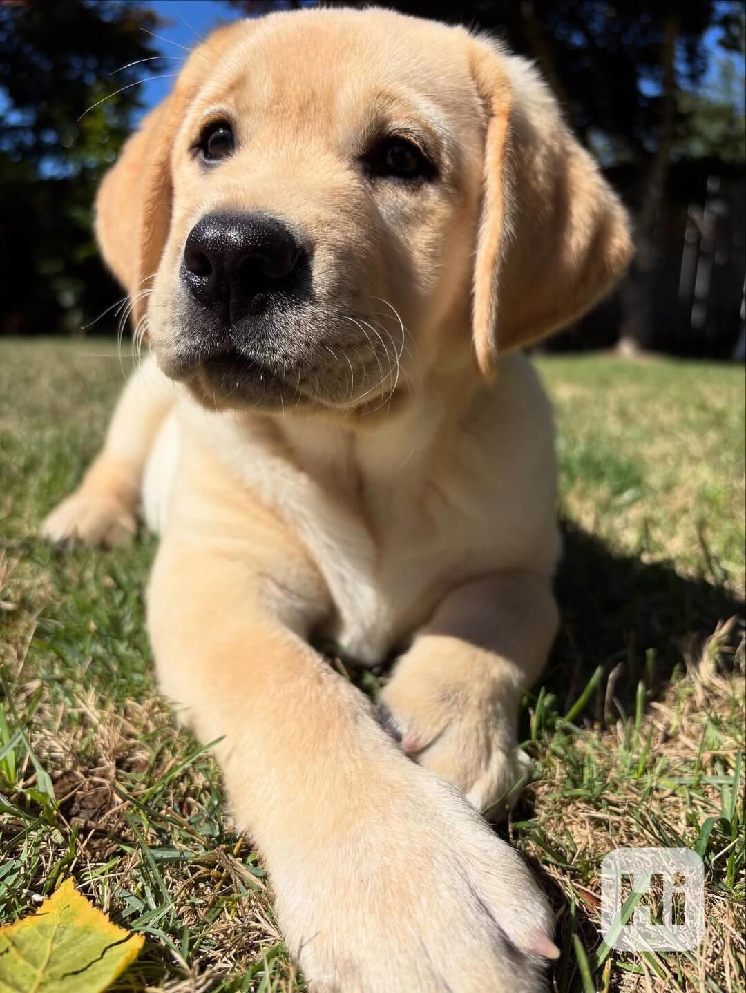 Rozkošná štěňata labradorského retrívra - foto 1