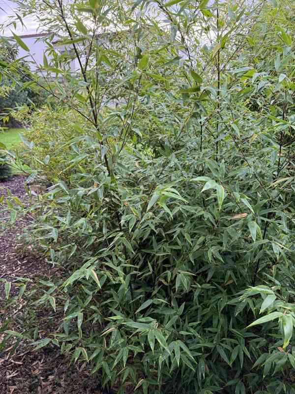Černý bambus Phyllostachys Nigra - foto 6
