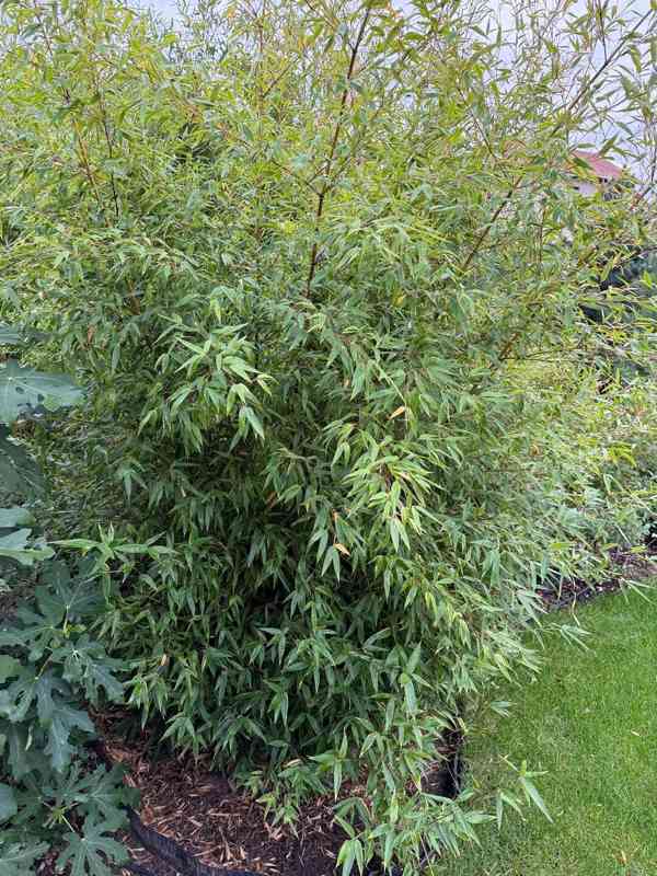 Černý bambus Phyllostachys Nigra - foto 2
