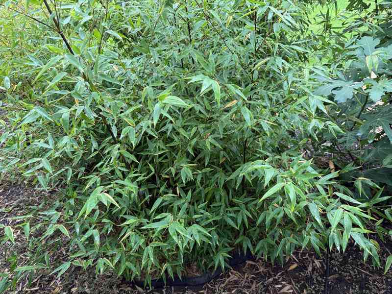 Černý bambus Phyllostachys Nigra - foto 5