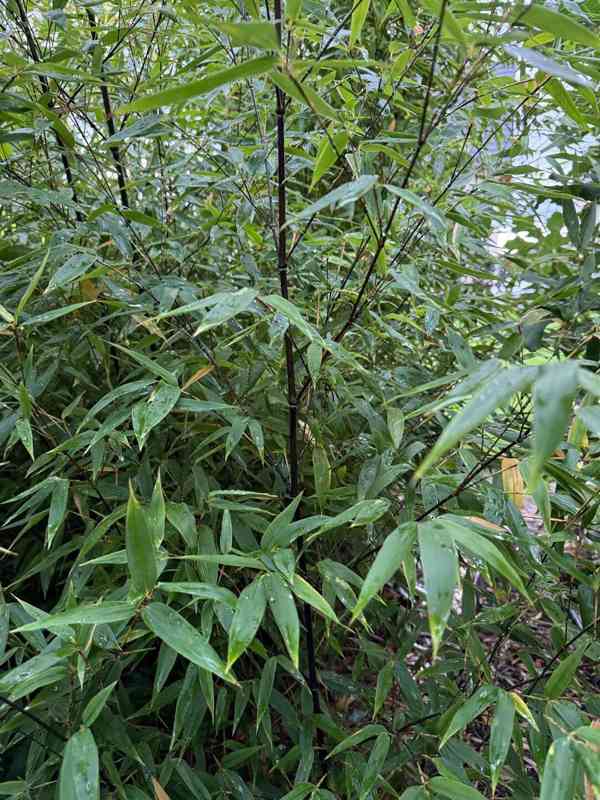 Černý bambus Phyllostachys Nigra - foto 7