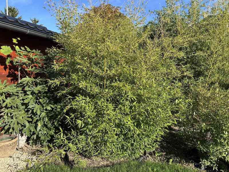 Černý bambus Phyllostachys Nigra - foto 8