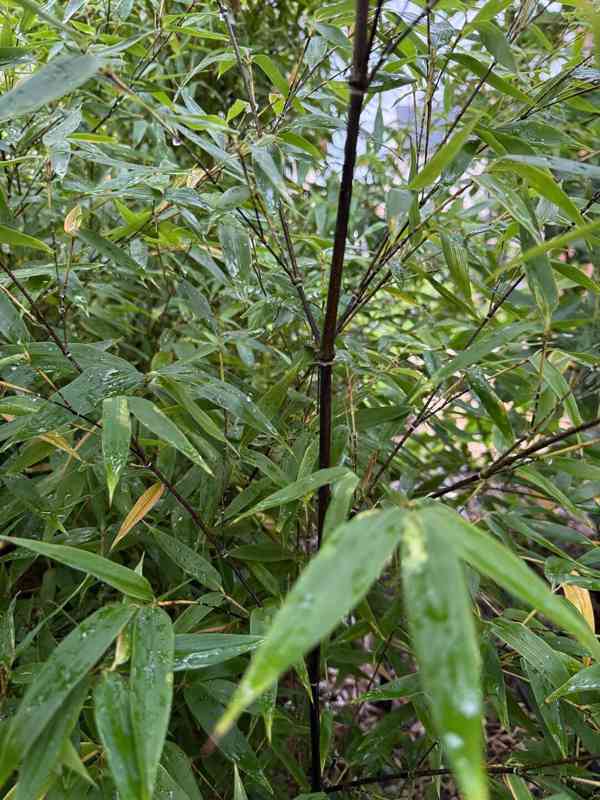 Černý bambus Phyllostachys Nigra - foto 4