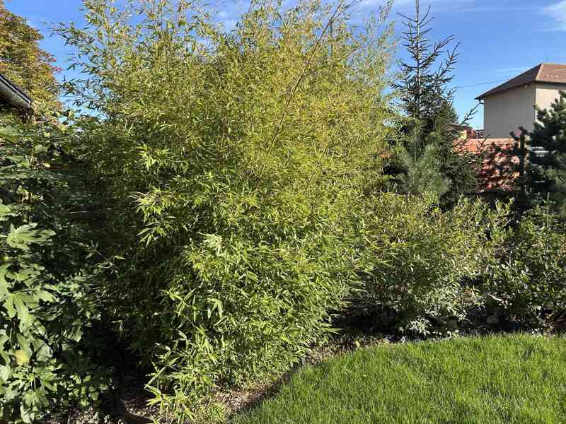 Černý bambus Phyllostachys Nigra - foto 9