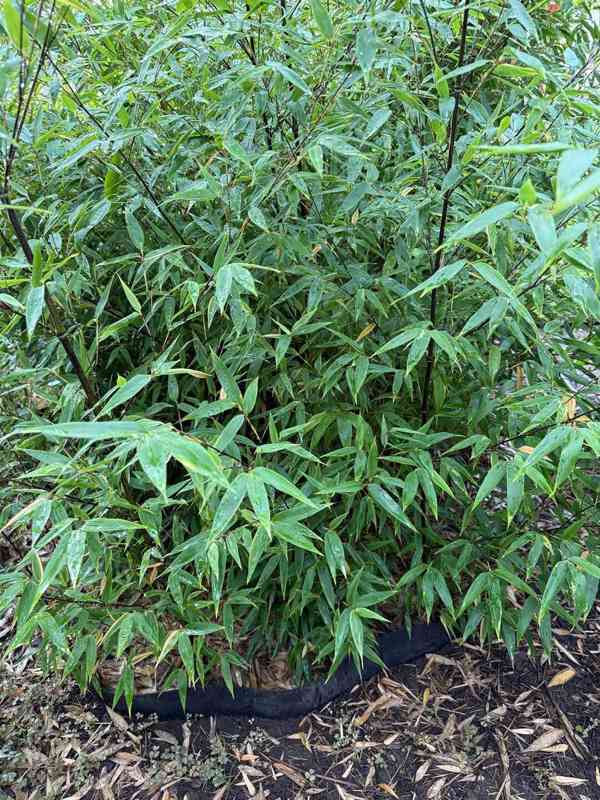 Černý bambus Phyllostachys Nigra - foto 3