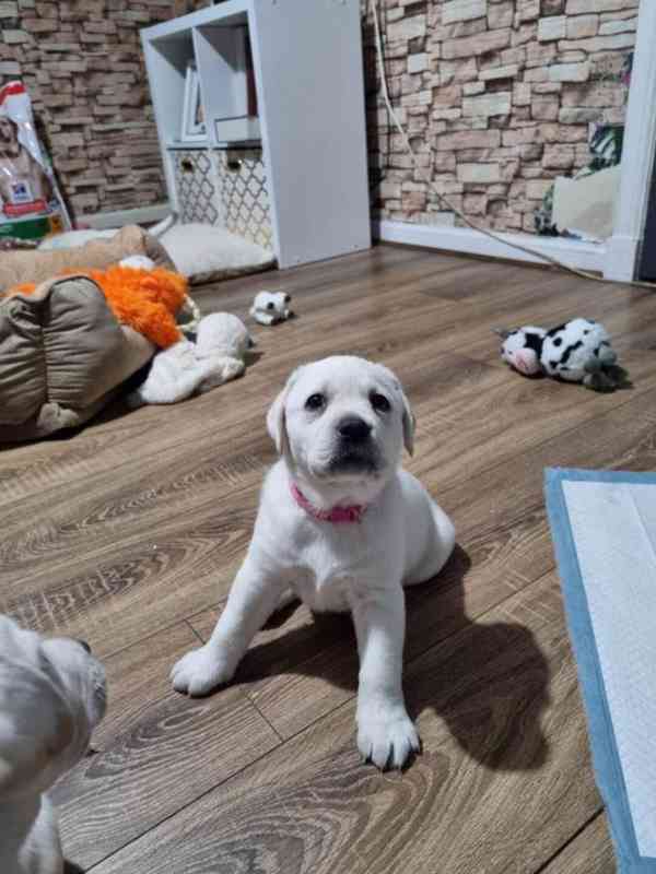 Labradorský retrívr - štěňata s PP k  - foto 1