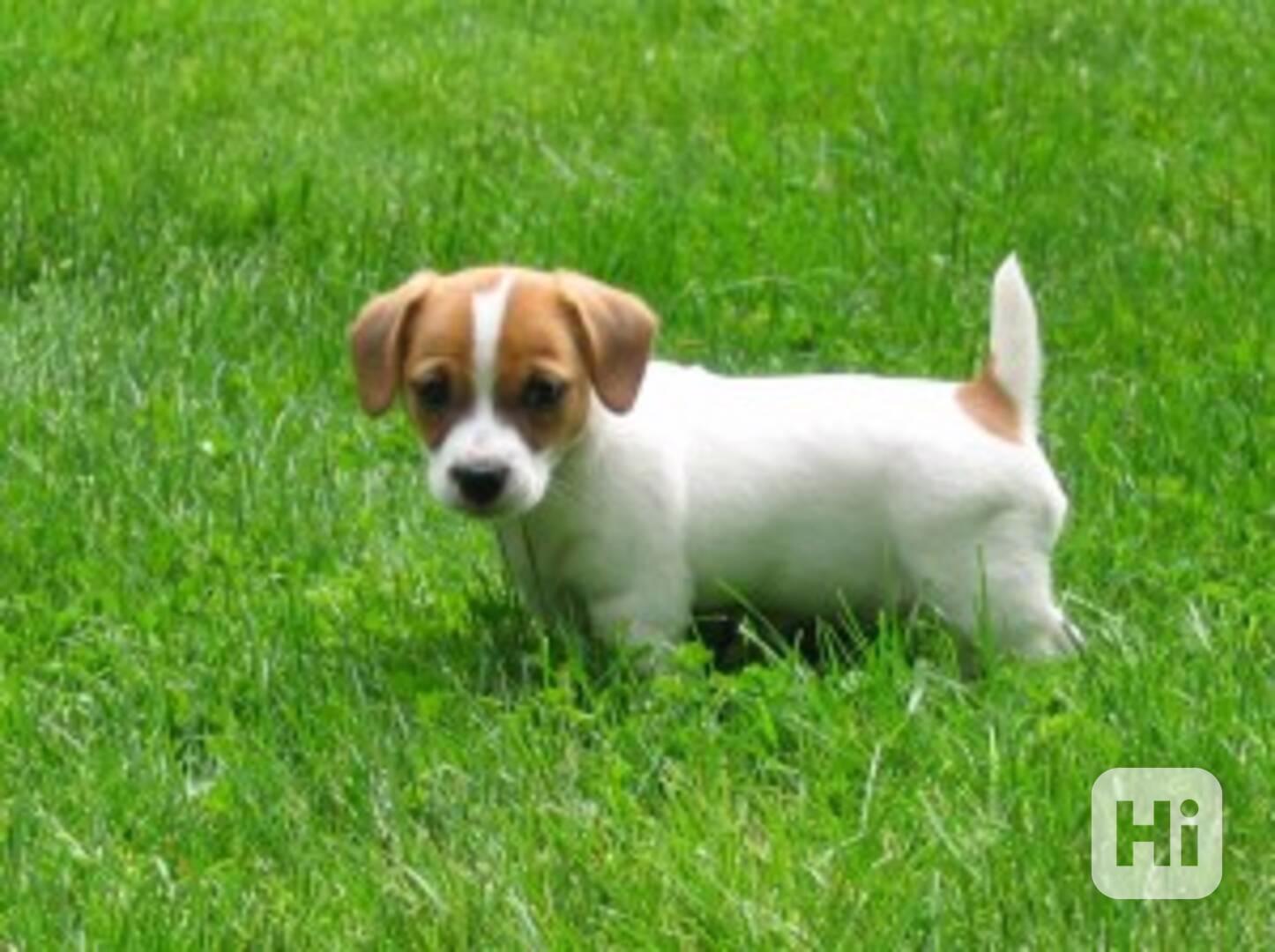 Jack Russell štěňata k adopci - foto 1